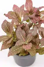Full picture of a pink fittonia with compact growth