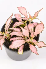 A fittonia pink fill showing green edged leaves with bright pink centres