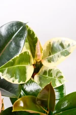 Rubber tree combo