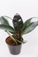 Rubber tree combo