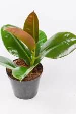 Rubber tree combo