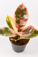 Rubber tree combo