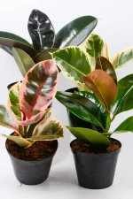 Rubber tree combo