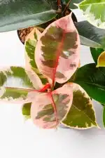 Rubber tree combo