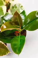 Rubber tree combo