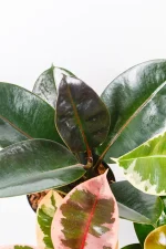 Rubber tree combo