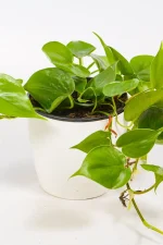 White Artevasi cover pot styled with leafy indoor plant.
