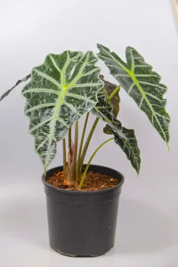 Front view of Alocasia Amazonica XL