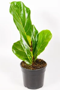 Full Ficus lyrata Mini plant showing upright form and glossy foliage.