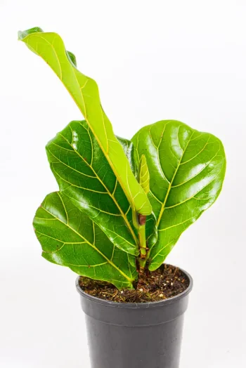 Compact Ficus lyrata Mini plant in pot with violin-shaped leaves.