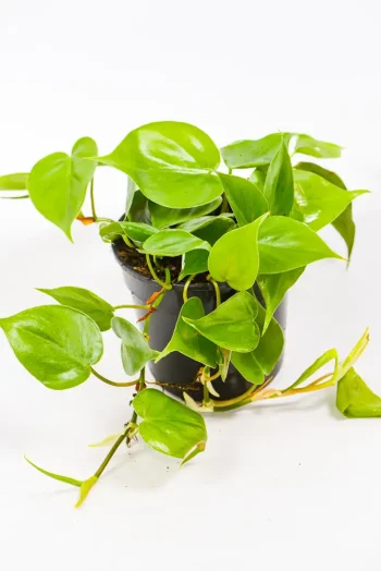 Side view of a mature Philodendron scandens showing lush cascading vines.