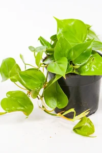 Heart Leaf Philodendron trailing beautifully over it's pot.