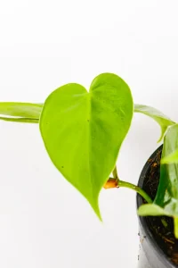 Macro shot showing leaf texture and delicate veins of the Heart Leaf Philodendron.