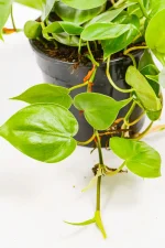 Close-up of glossy green heart-shaped leaves catching soft natural light.