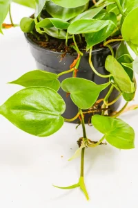Close-up of glossy green heart-shaped leaves catching soft natural light.