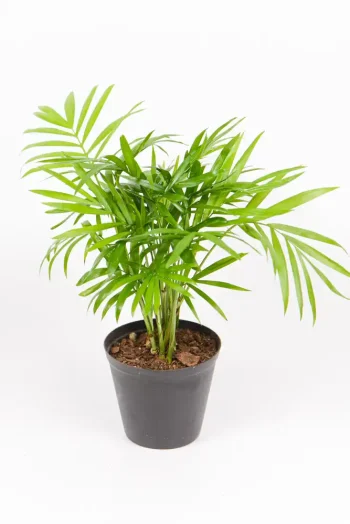 Chamaedorea elegans Love Palm in nursery pot, hardy houseplant.