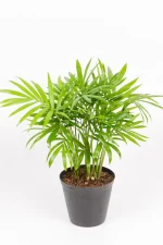 Miniature Love Palm displayed on desk, perfect for small indoor spaces.