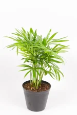 Small Love Palm in 10cm pot with feathery green fronds – compact indoor palm.