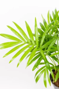 Cute Love Palm styled indoors, easy-care mini palm for home or office.