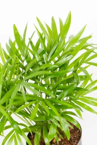 Close-up of Love Palm leaves showing feathery texture and fresh green colour.