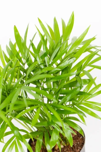 Close-up of Love Palm leaves showing feathery texture and fresh green colour.