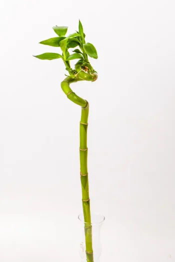 Elegant Lucky Bamboo plant, 45cm tall, displayed indoors in South Africa.