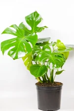 Mature Monstera Deliciosa XL plant displayed indoors as statement greenery.