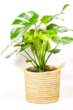 Full Monstera Deliciosa XL styled in handwoven basket, tropical houseplant decor.