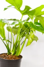 Side view of XL Monstera Deliciosa showing multiple split leaves.