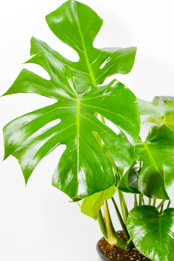 Close-up of Monstera Deliciosa XL split leaf showing fenestrations.