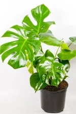 Large Monstera Deliciosa XL in 23cm nursery pot with bold green foliage.