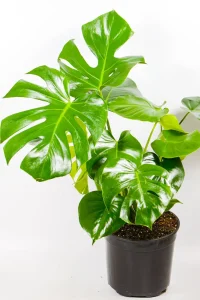 Large Monstera Deliciosa XL in 23cm nursery pot with bold green foliage.