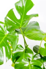Top view of Monstera Deliciosa XL leaves overlapping with glossy texture.