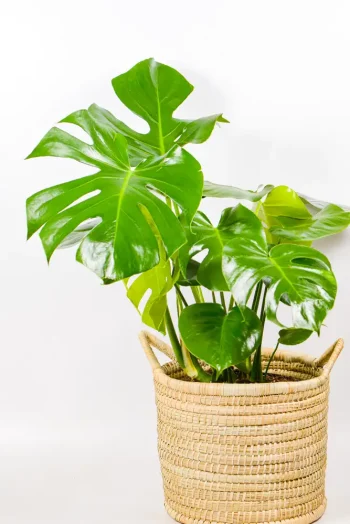XL Monstera Deliciosa in woven basket with large split leaves – decorative indoor plant.