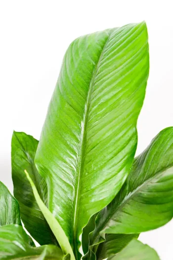 Close-up of Peace Lily Sensation leaf texture showing glossy surface and deep green colour.