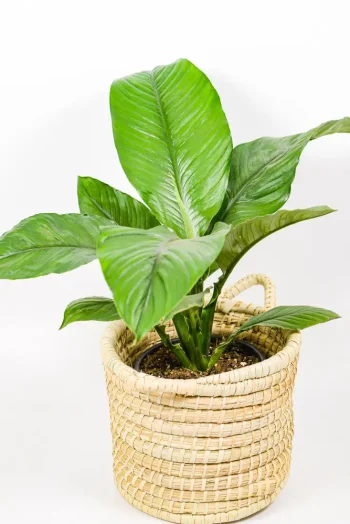 Oversized Peace Lily Sensation plant in woven basket with bold tropical foliage.