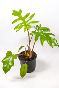 Easy care indoor Philodendron Mayoi grown in South Africa