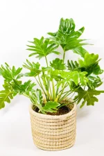 Large Philodendron Selloum in handwoven basket with deeply lobed leaves – decorative indoor plant.