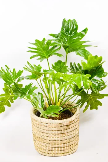 Large Philodendron Selloum in handwoven basket with deeply lobed leaves – decorative indoor plant.