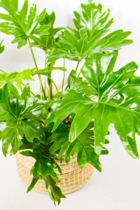 Statement Philodendron Selloum plant in natural handwoven basket.