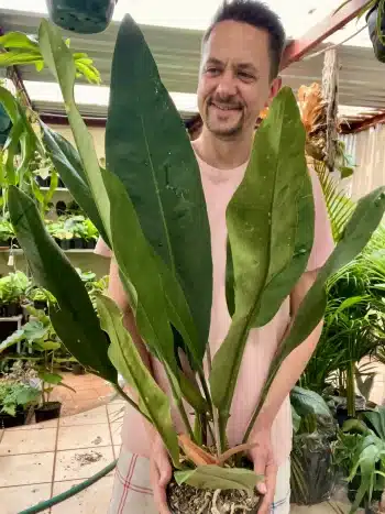 Large paddle leaf anthurium beingg held by a man