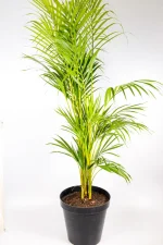 Elegant 1.5m XXL Bamboo Palm creating tropical look in living room.