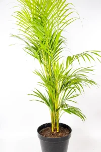 Side view of tall XXL Bamboo Palm showing upright canes and soft foliage.