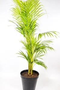 Tall Bamboo palm in 30cm pot