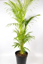 Full 1.6m xxl Bamboo Palm in nursery pot with tall green fronds.