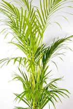 Full 1.8m XXL Bamboo Palm in nursery pot with tall green fronds.