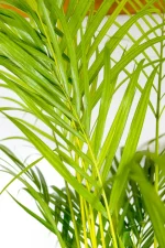 Close-up of XXL Bamboo Palm XL fronds with rich green leaves.