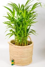 Large handmade basket with handles and strong, thick rope weave for bigger pots.