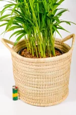 Decorative large woven plant basket with handles styled with tall indoor palm.