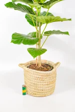Palm frond medium basket with handles and strong sides holding lush indoor plant.
